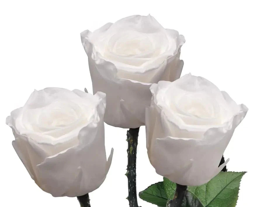 Lotus Bloom –  Preserved Rose Arrangement